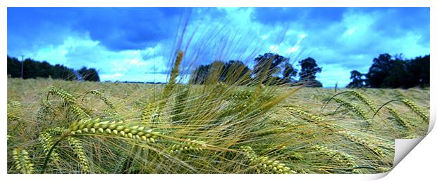 Barley fields Print by John Boekee