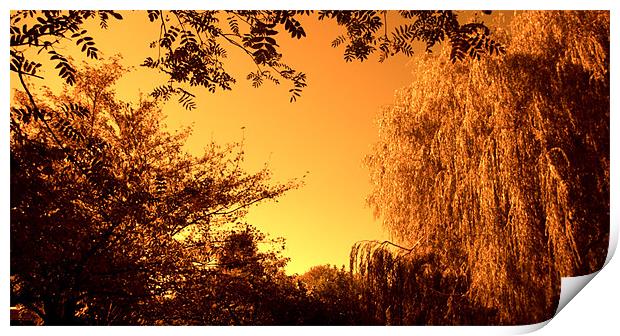 Weeping Willow Tree Print by John Boekee