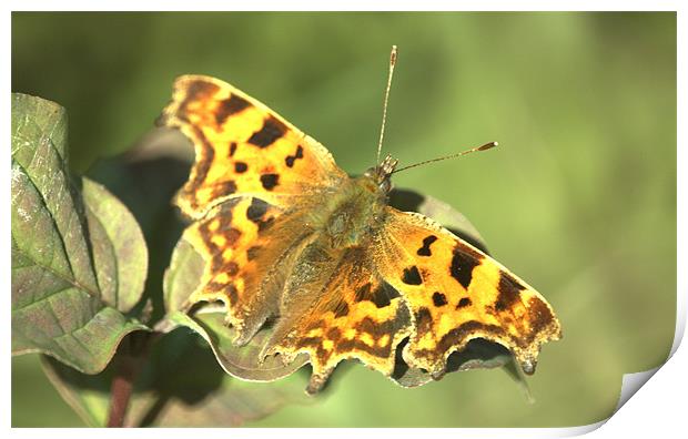 Comma Butterfly Print by John Boekee