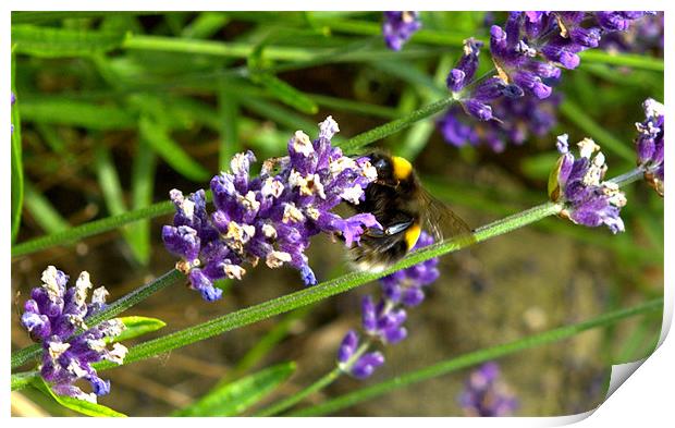 Bee on lavender Print by John Boekee