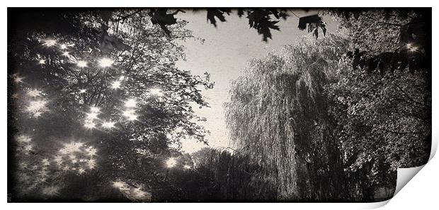Willow in Black and White Print by John Boekee