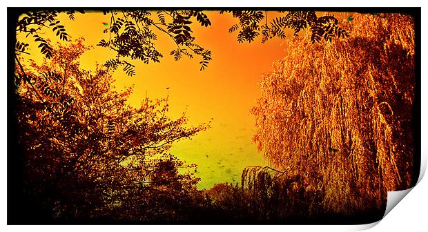 Sepia willow with a golden tint Print by John Boekee