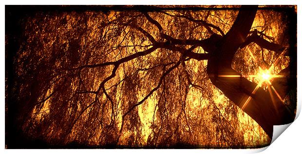 Willow Sepia with the Sunstar Print by John Boekee