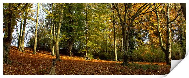 Woodland Print by John Boekee