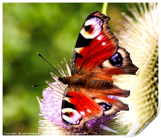 Peacock Butterfly Print by John Boekee