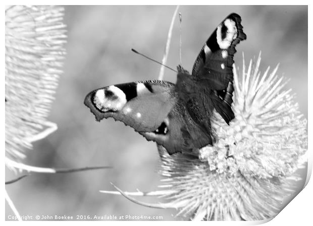 Peacock butterfly in black-and-white Print by John Boekee