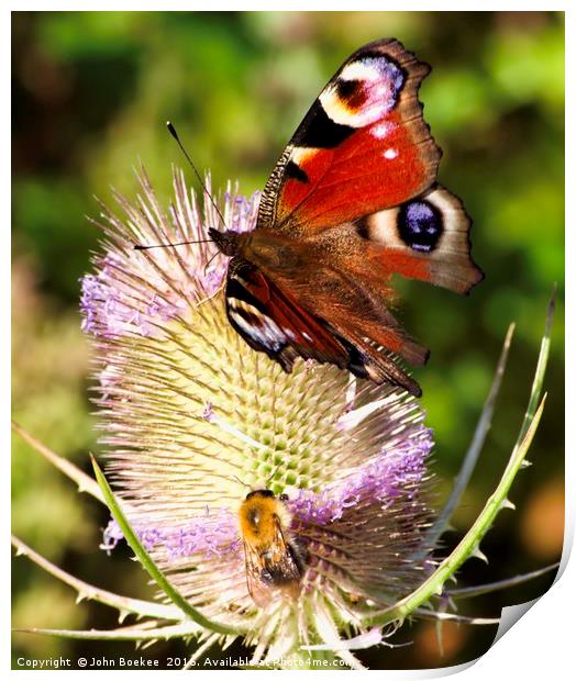 Peacock Butterfly and bee Print by John Boekee