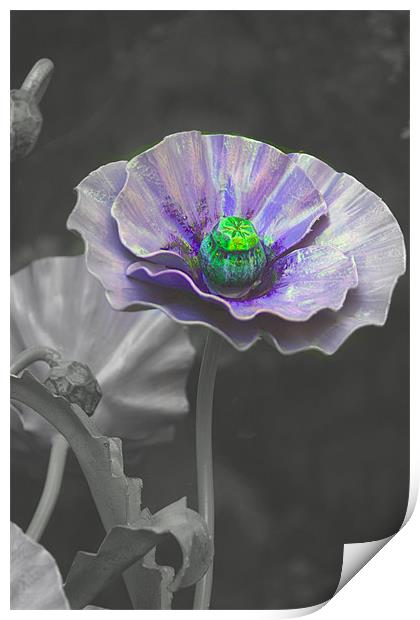 purple poppey Print by paul chant