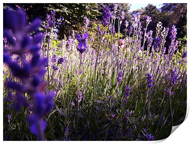 Wild Lavender Print by LucyBen Lloyd