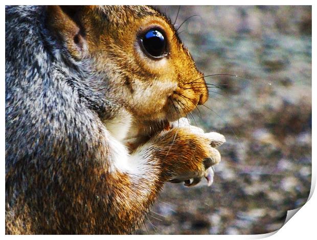 Hungry Squirrel Print by LucyBen Lloyd