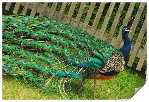 Beautiful Peacock Print by kate berkelmans