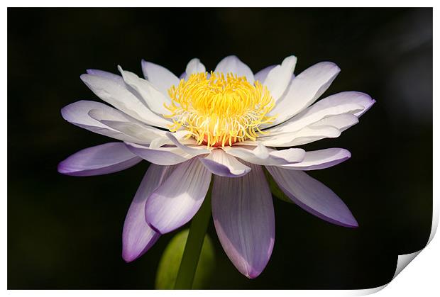 Water Lily Print by Barry Maytum