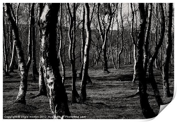 Bolehill Quarry Birch Trees Print by Angie Morton
