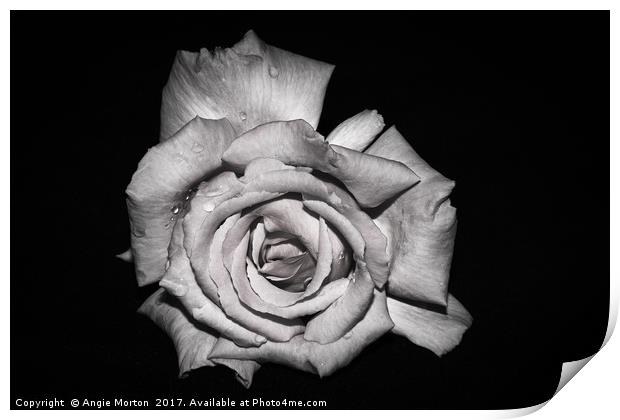 Rose in Monochrome Print by Angie Morton