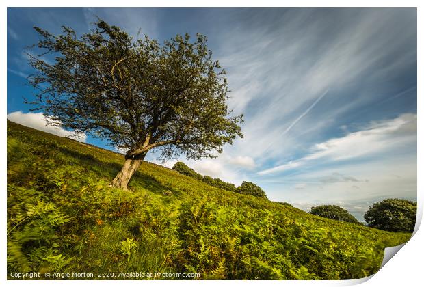 Hawthorn Amongst the Bracken Print by Angie Morton