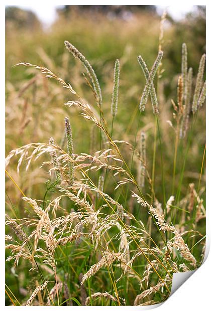 Wild Grass In Summer Light Print by Mark Battista