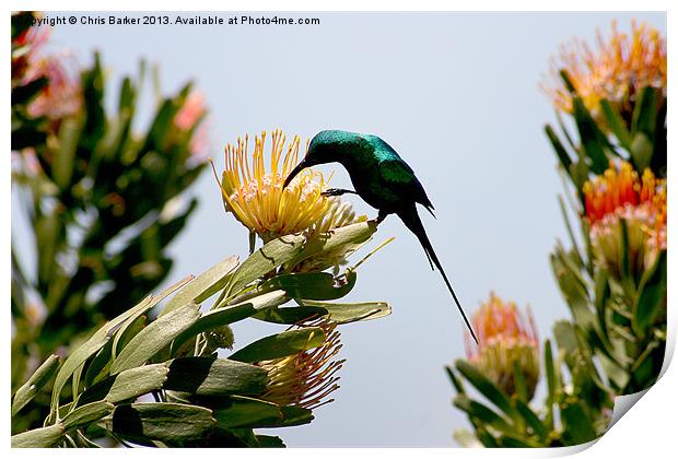 Hummingbird at Kirstenbosch CPT Print by Chris Barker