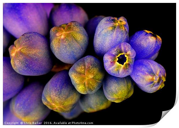 Macro of Grape Hyacinth, armeniacum muscari. Print by Chris Barker