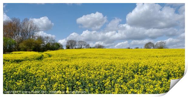 Oilseed Rape Crop  Print by Diana Mower