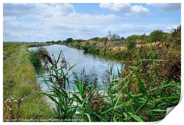 Borrowdyke Two Tree Island Essex Print by Diana Mower