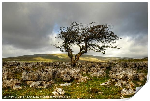 Twistleton Scar tree Yorkshire Dales Print by Diana Mower