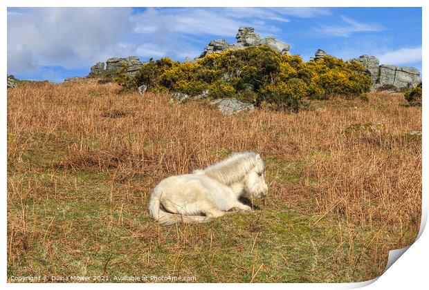 Dartmoor Pony Foal Print by Diana Mower