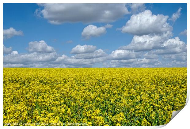 Golden Rapeseed Landscape Print by Diana Mower