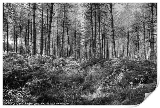 Cannock Chase Woods Monochrome  Print by Diana Mower
