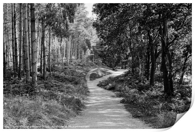 Cannock Chase trails Monochrome Print by Diana Mower