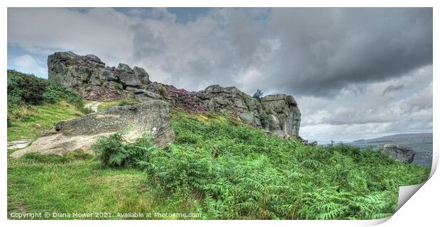 Cow and Calf Ilkley Moor Print by Diana Mower