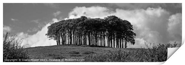 The Nearly Home Trees, coming home trees Panoramic Print by Diana Mower