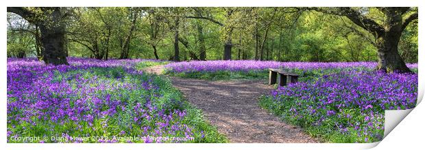  Bluebell Wood Wide Panoramic Print by Diana Mower