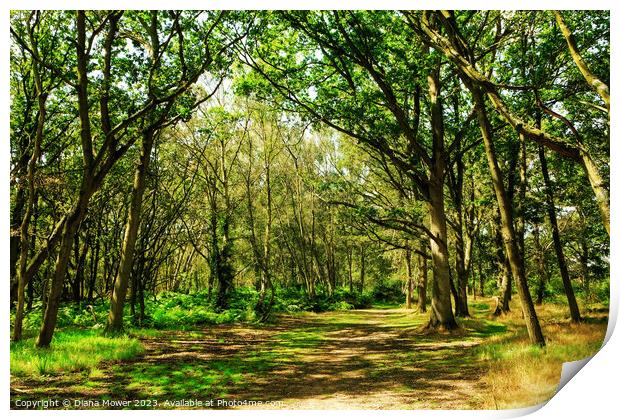 Tiptree Heath Woodlands Print by Diana Mower