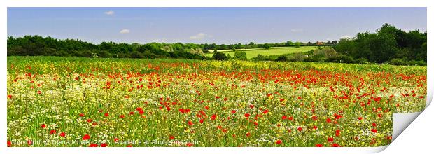 Poppy Field Panoramic Print by Diana Mower