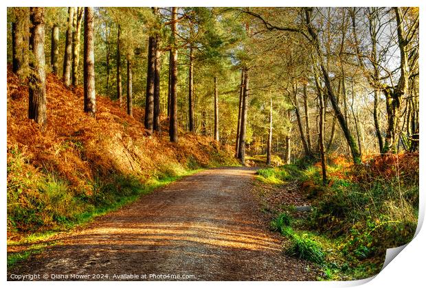 Cannock Chase Autumn Print by Diana Mower