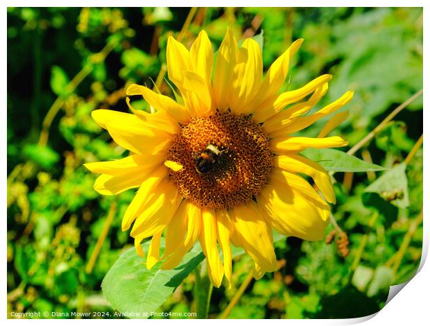 Sunflower and Bee Print by Diana Mower