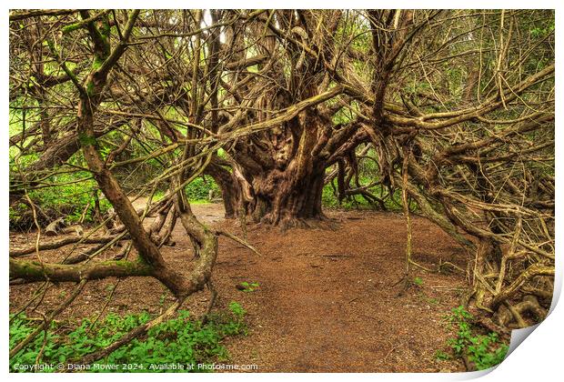 Kingley Vale Ancient Grandfather Yew   Print by Diana Mower