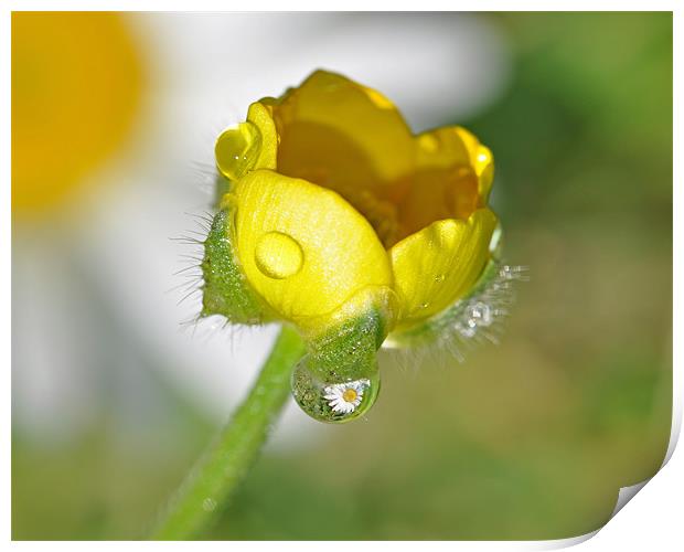 Buttercup and Daisy Rain Reflections Print by Diana Mower