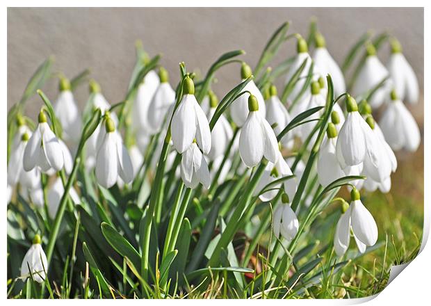  Snowdrops in Springtime England Print by Diana Mower