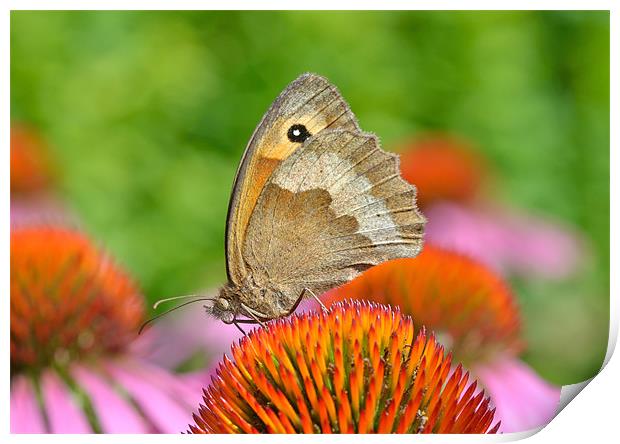 Meadow Brown Butterfly Print by Diana Mower