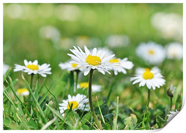 Daisies on garden lawn Print by Diana Mower