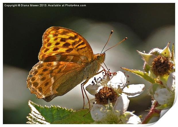 Silver Washed Fritillary Print by Diana Mower