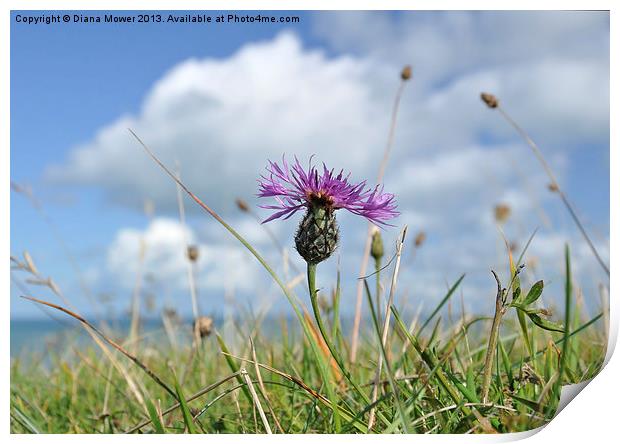 Knapweed White Cliffs of Dover Print by Diana Mower