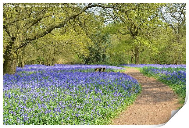 Bluebell Wood Essex Print by Diana Mower