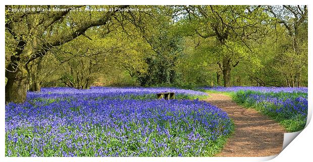 Bluebell Woodlands Seat Print by Diana Mower