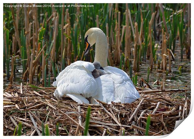 Swan and Cygnet nest Print by Diana Mower