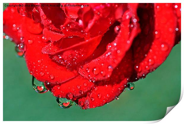Valentine Rose Print by Diana Mower