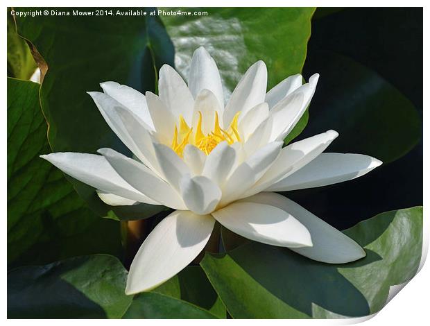 Water Lily Print by Diana Mower