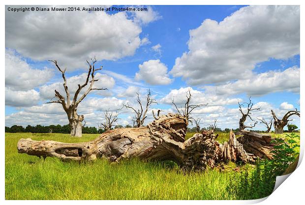 Mundon Oaks near Maldon Essex Print by Diana Mower