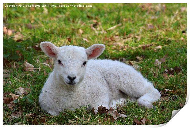 Young white Lamb  Print by Diana Mower
